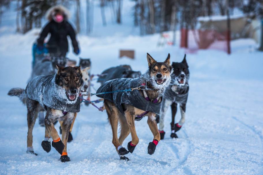 In Alaska  in corso l&#39;Iditarod, la leggendaria gara con i cani da slitta tra Fairbanks  e Nome. In testa, dopo il primo punto di controllo sulla costa del mare di Bering, c&#39; un veterano, Aaron Burmeister